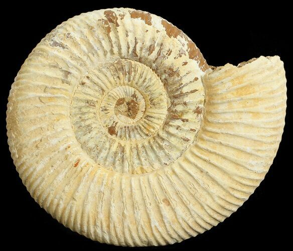 Perisphinctes Ammonite - Jurassic #68194